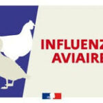 Influenza aviaire