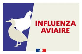 You are currently viewing Influenza aviaire